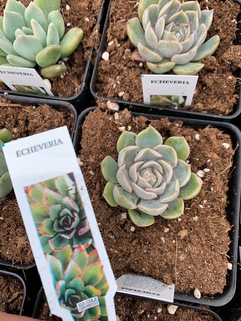 Echeveria 1.JPG