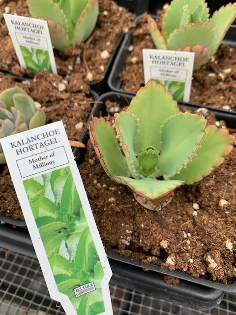 Kalanchoe Hortagel Mother of Millions.JPG