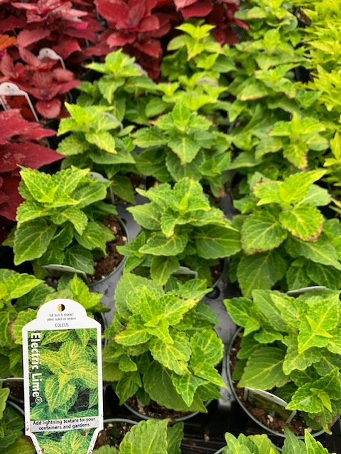 Electric Lime Coleus.JPG