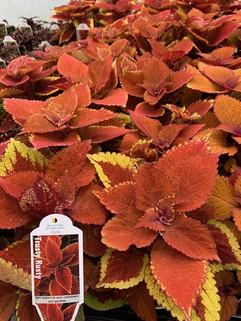 Trusty Rusty Coleus.JPG