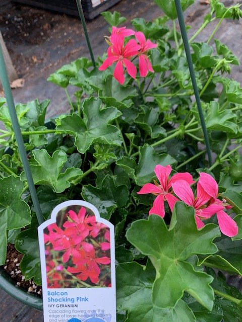 Balcon Shocking Pink Ivy Geranium.JPG