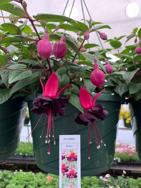 Fuchsia HB Blacky.JPG