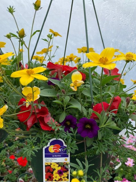 La Bomba Hanging Basket.JPG