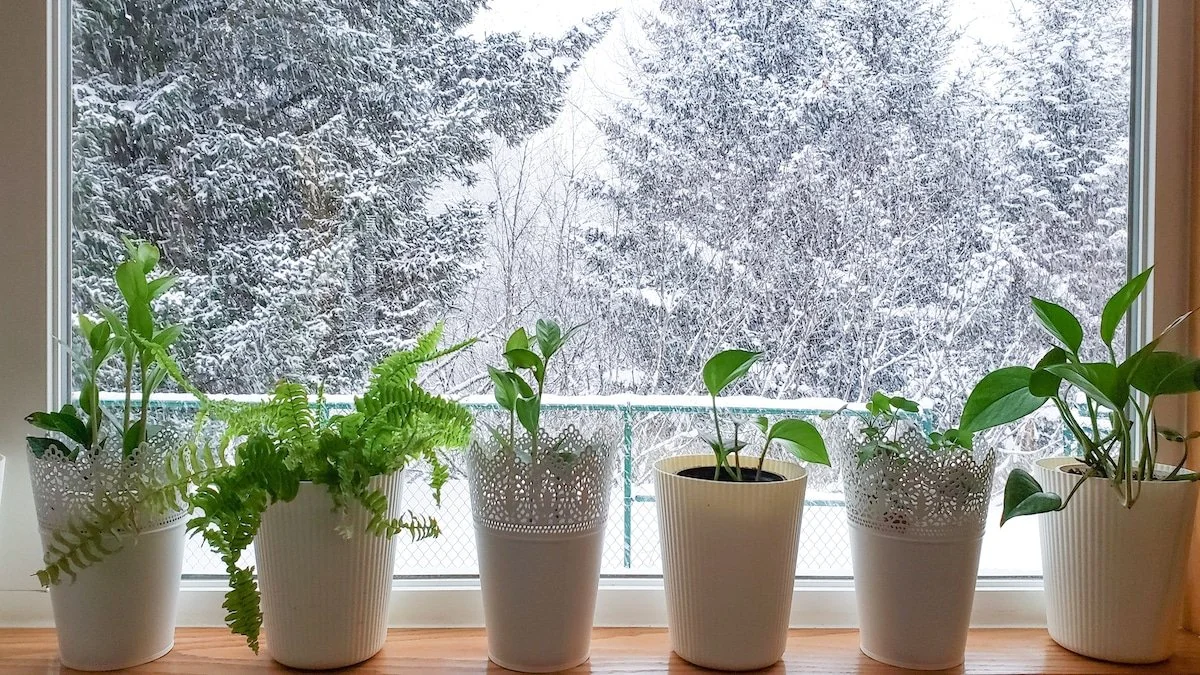 Houseplants in the Winter--by Heather