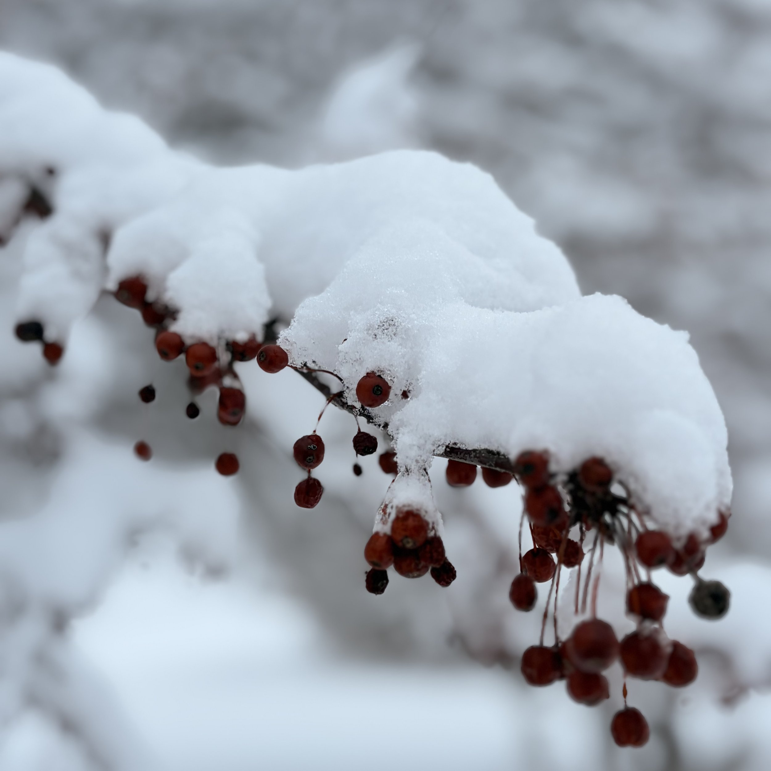 Winter Makes No Promises in the Adirondack Mountains