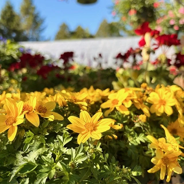 The Rewards of Gardening