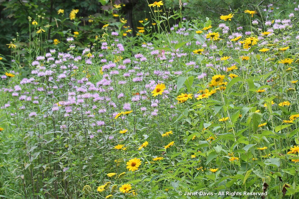 Monarda fistulosa & Heliopsis.jpg