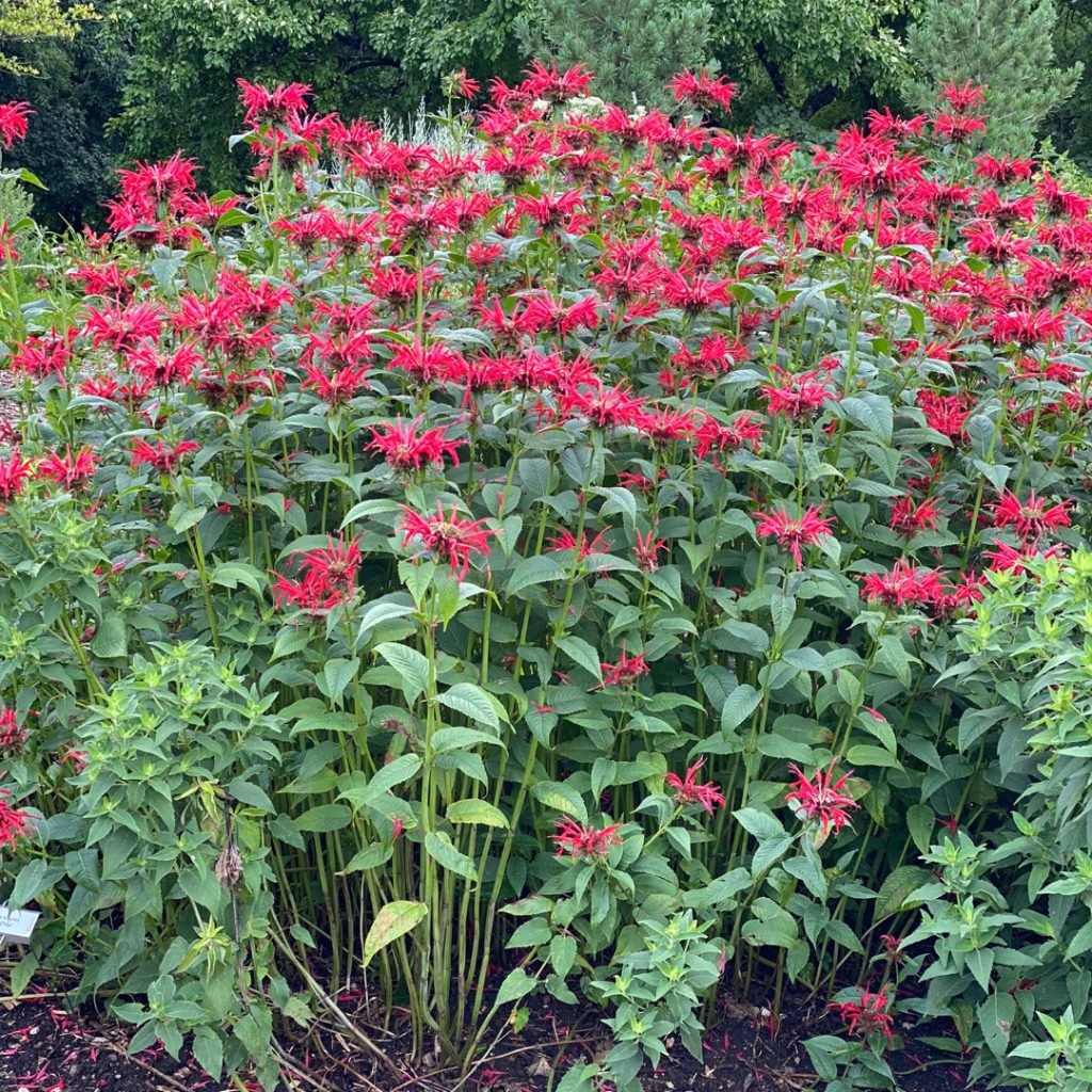 Monarda Jacob Cline.jpg