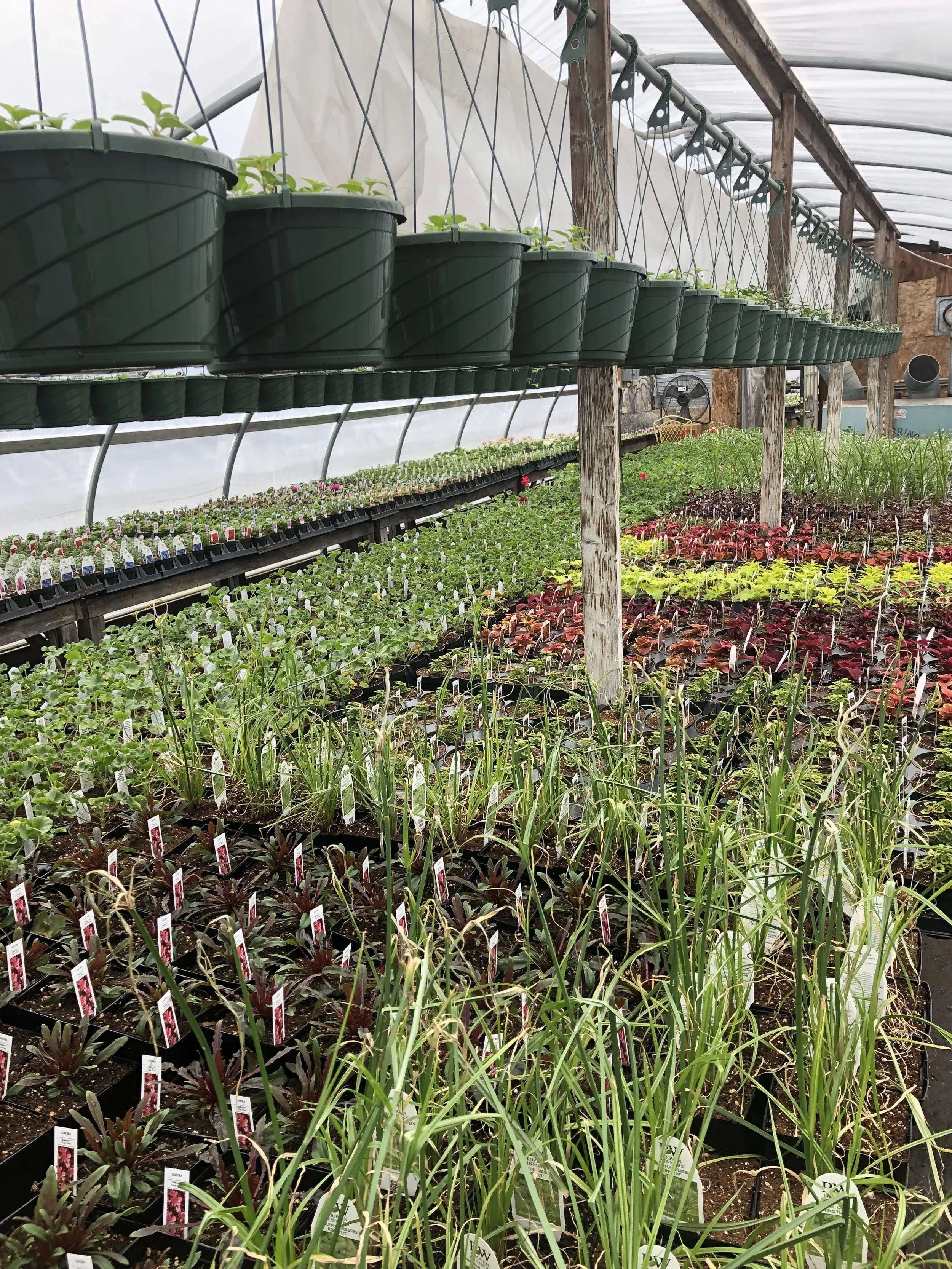 seeds green house plants.webp