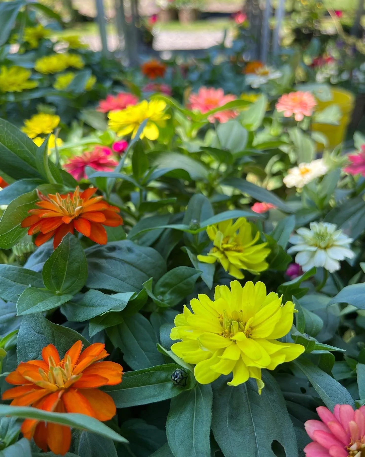 12A7DCC5-8A6B-46B9-8EEE-3DA79BC82F55 (1).JPG