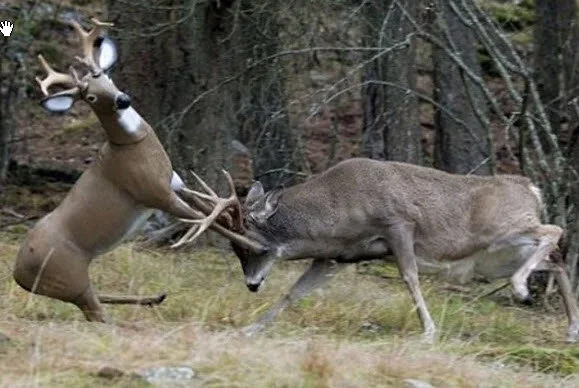 Using freshly minted longs &amp; shorts as a decoy