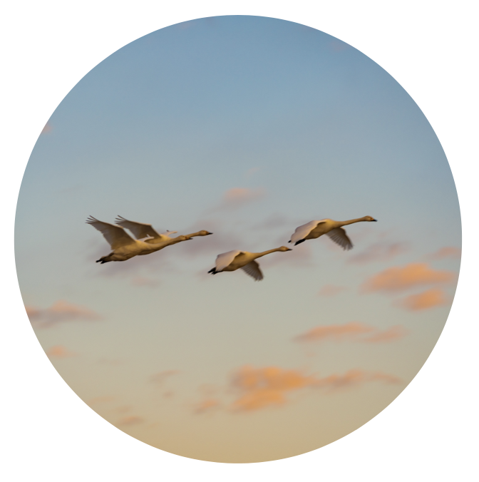 What Kind of Leader Do We Want? (...to be)