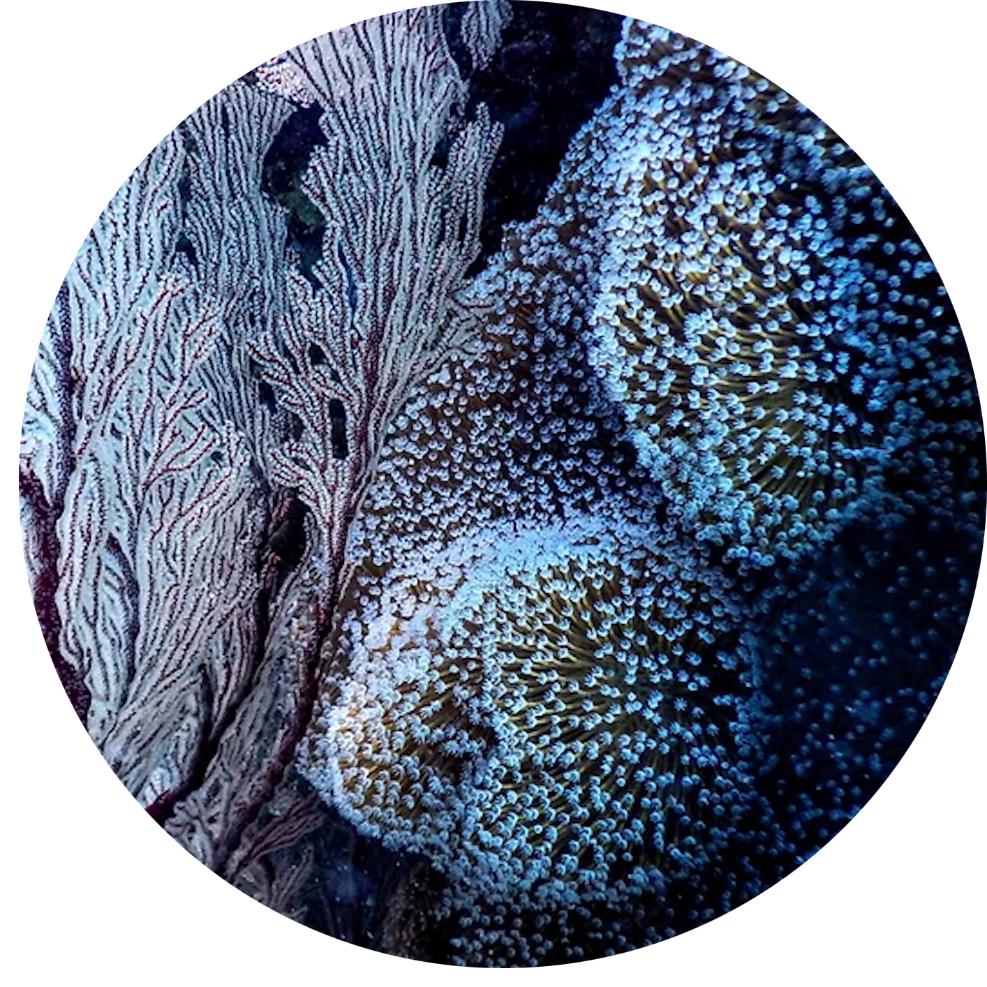 COURSE PRE-SALE: Neurobiology Matters now open for early-bird registration