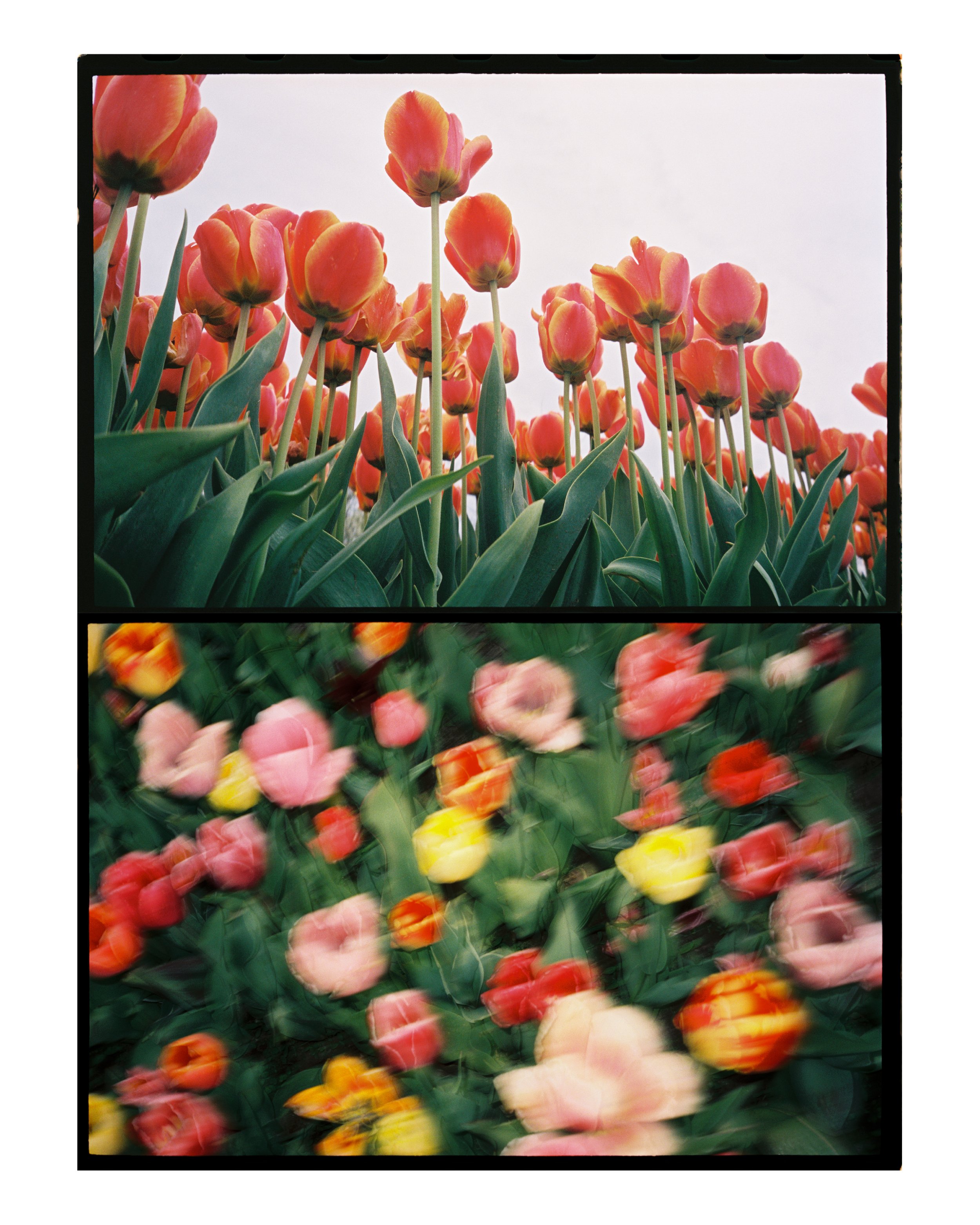 collage.jpg