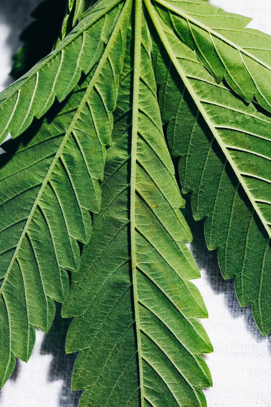 075_KT_leaves14358_V1_final.jpg