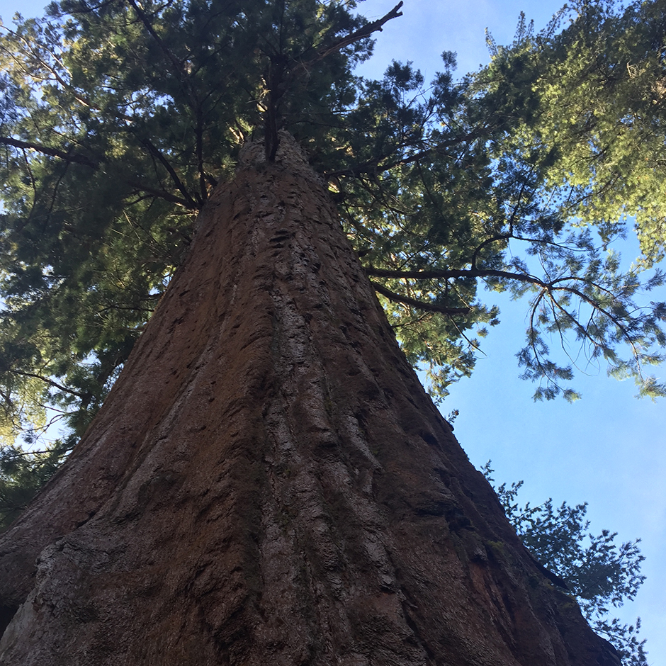 ws_andyYosemite_02.jpg
