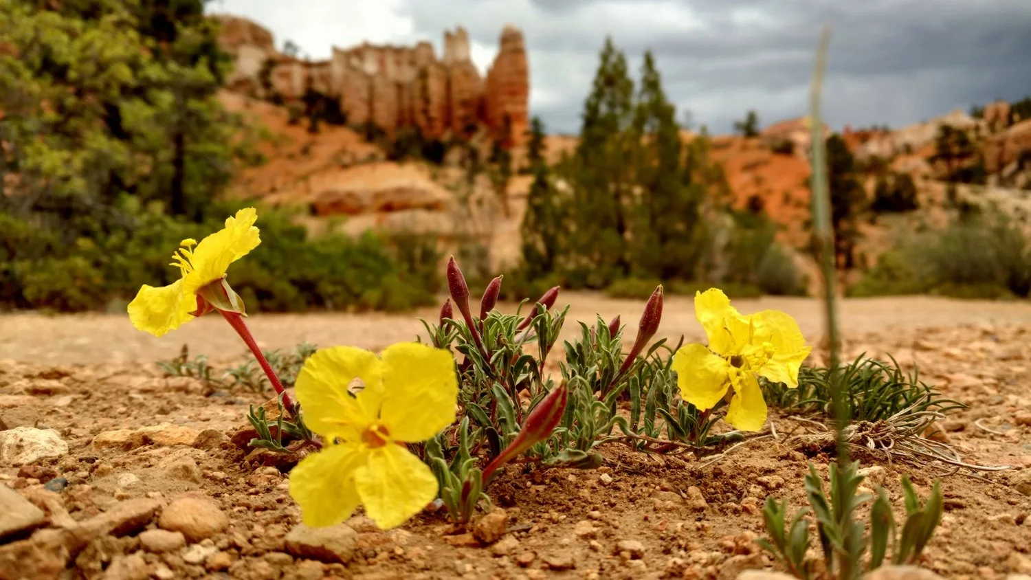 Bryce Canyon - Flowers along Mossy Cave Trail