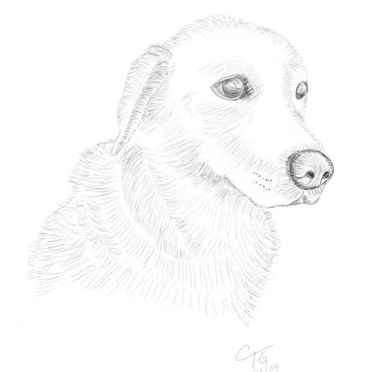 Phoebe - Mary Hannah's Dog