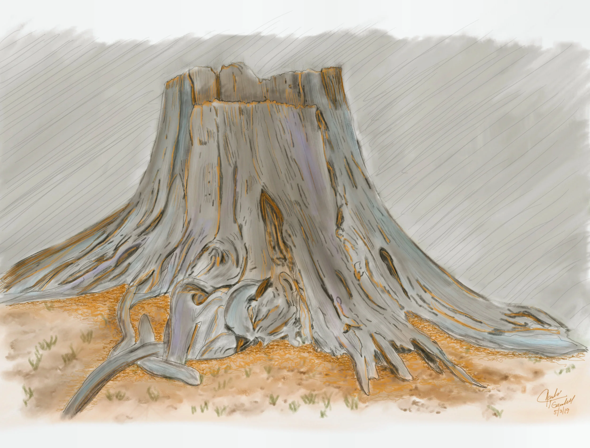 Sketch - Stump Sketch