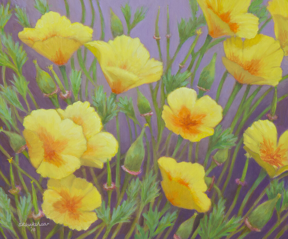 California Poppies, 2018, 20x24”, gallery wrapped, oil, $2,200Support Quail Springs!
