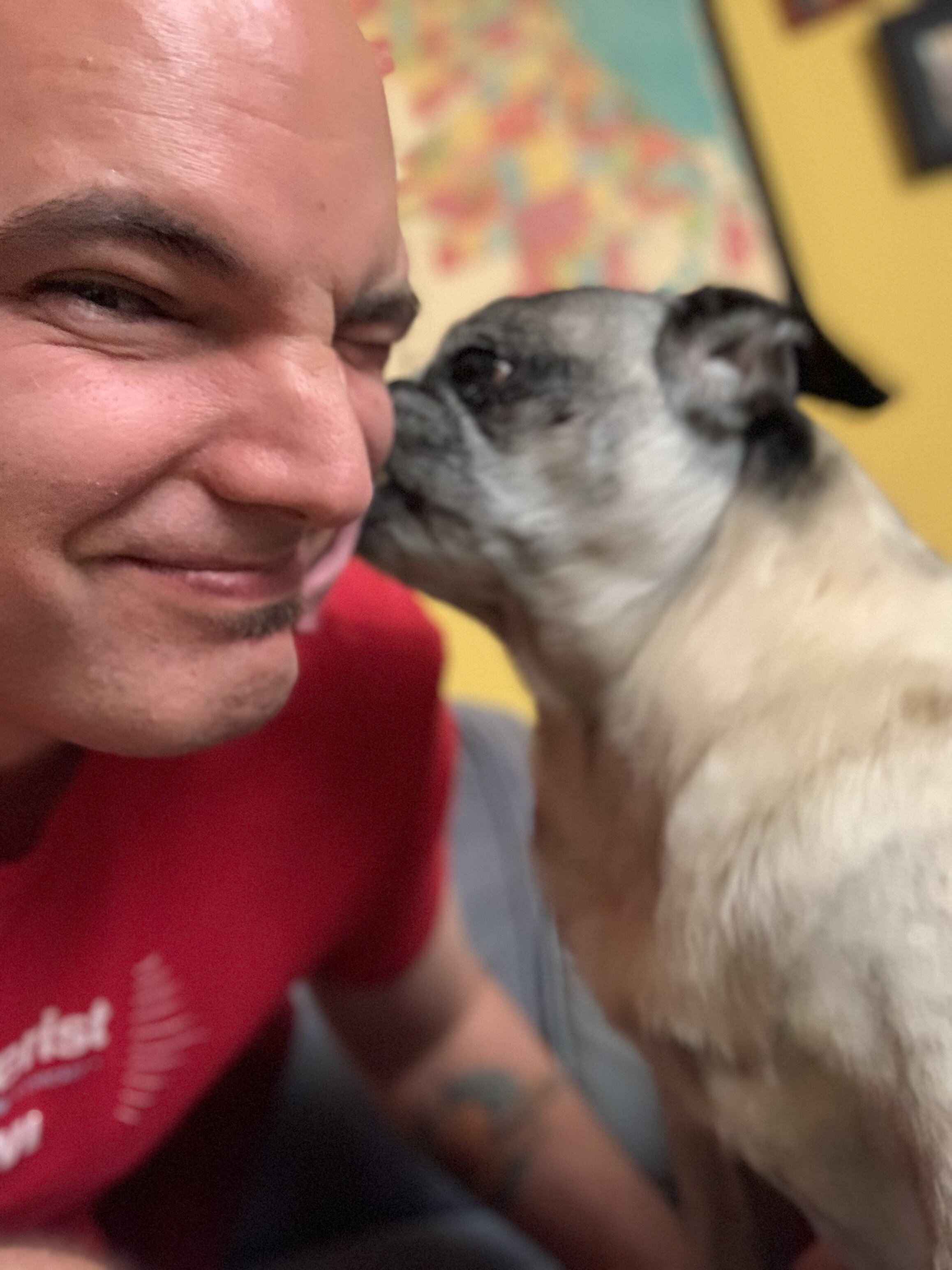 Pug affection.