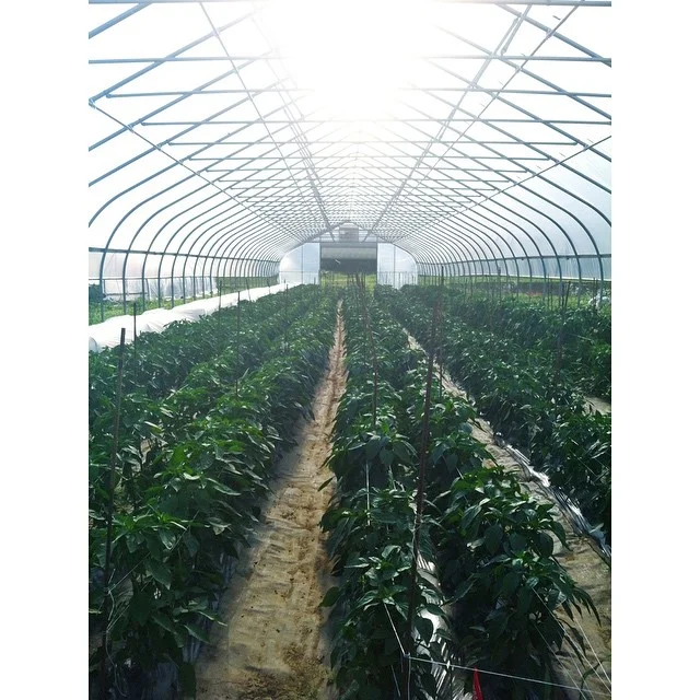   Neilson, S. and N. Rajakaruna. 2012. Roles of rhizospheric processes and plant physiology in phytoremediation of contaminated sites using oilseed Brassicas. In: Anjum N. A., Ahmad I., Pereira M. E., Duarte A. C., Umar S., Khan N. A. (Eds.)    The P