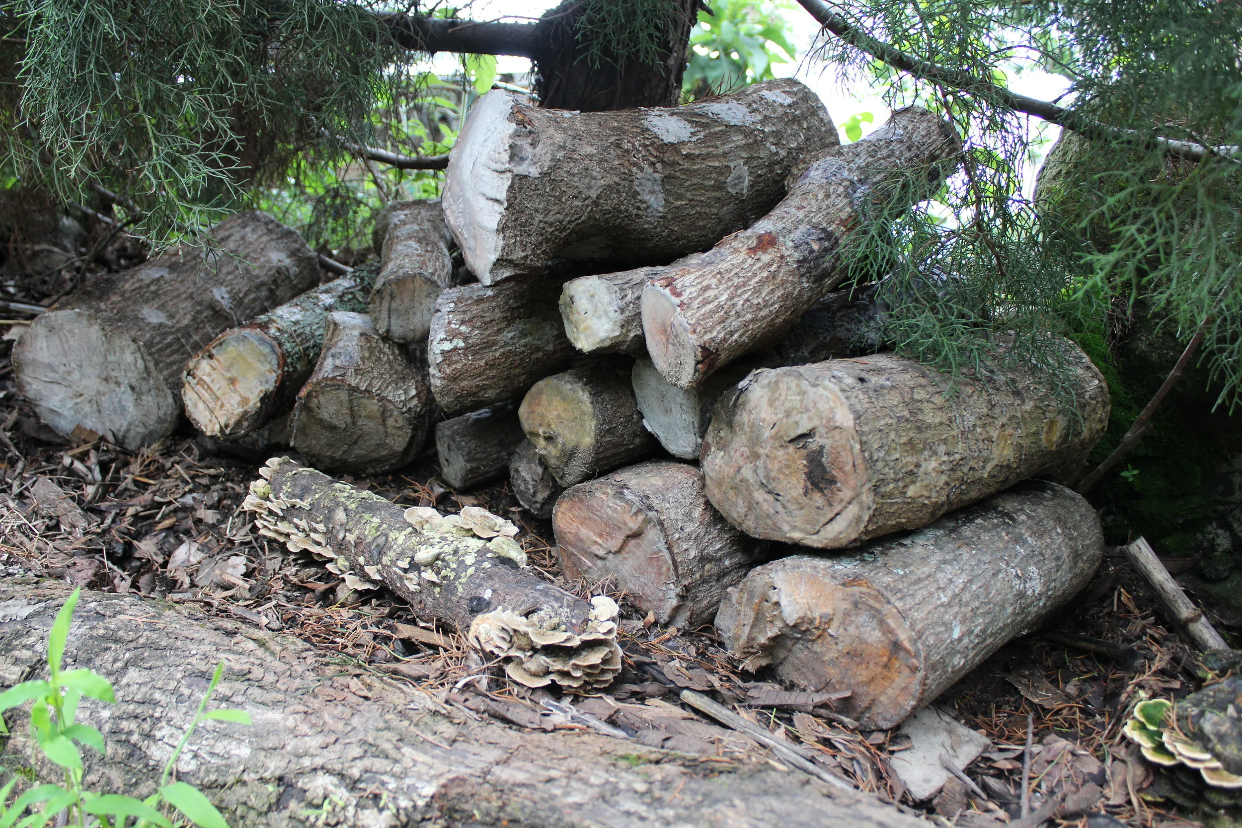 These mushrooms were grown by creating holes in logs and inserting a small amount of fungus which was then covered and allowed to infect the log.