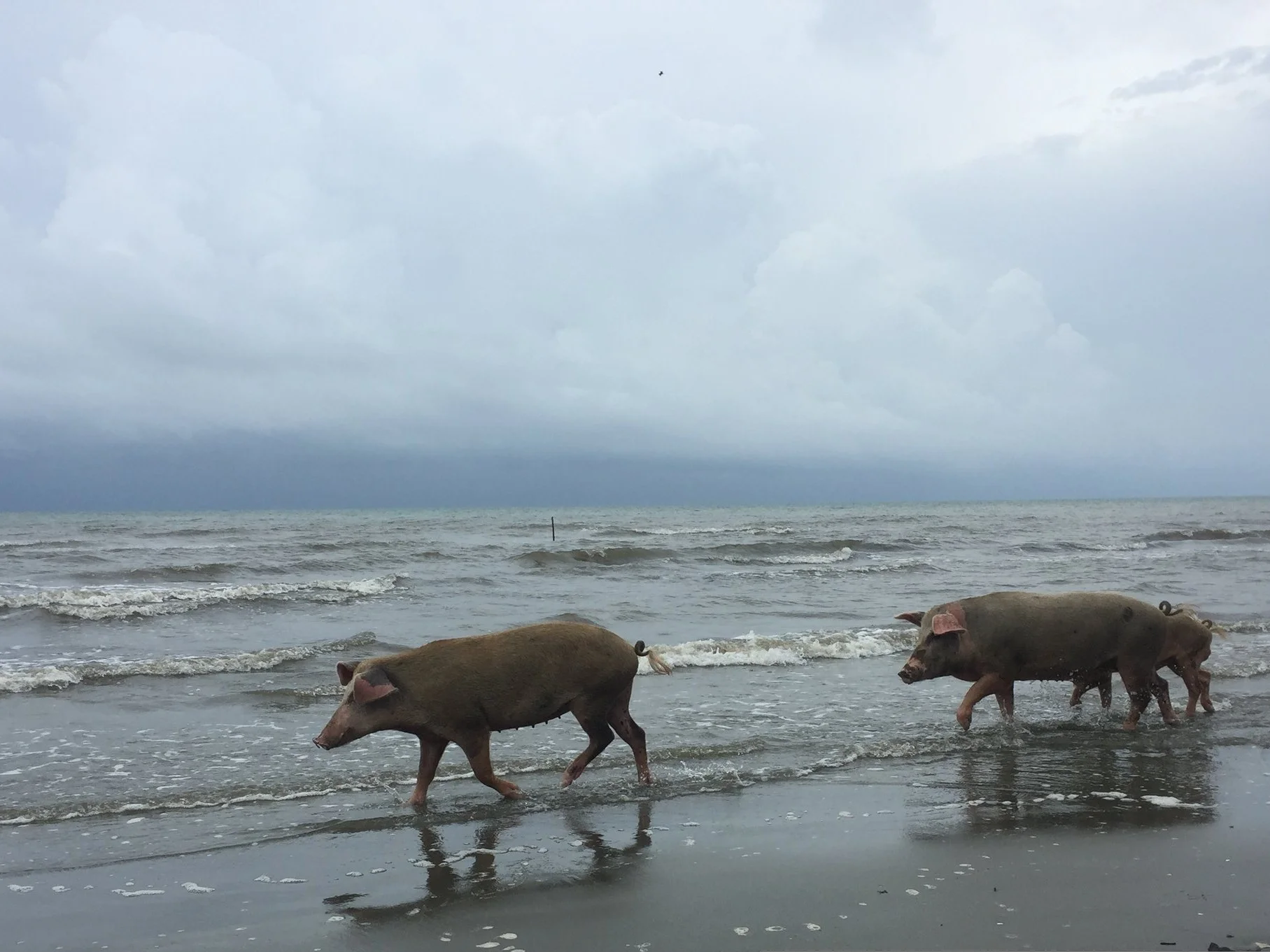 pigs -- beach -- wild -- animals -- guatemala -- livingston -- caribbean .JPG