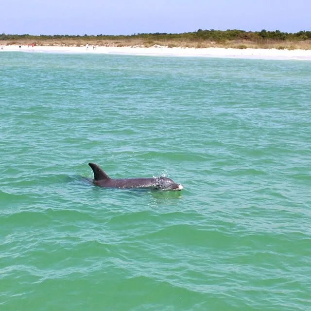 It&rsquo;s world oceans day 🐬 a good day to remember to treat the earth kindly and try to keep making changes to be better to it ☀️🌙 #worldoceansday