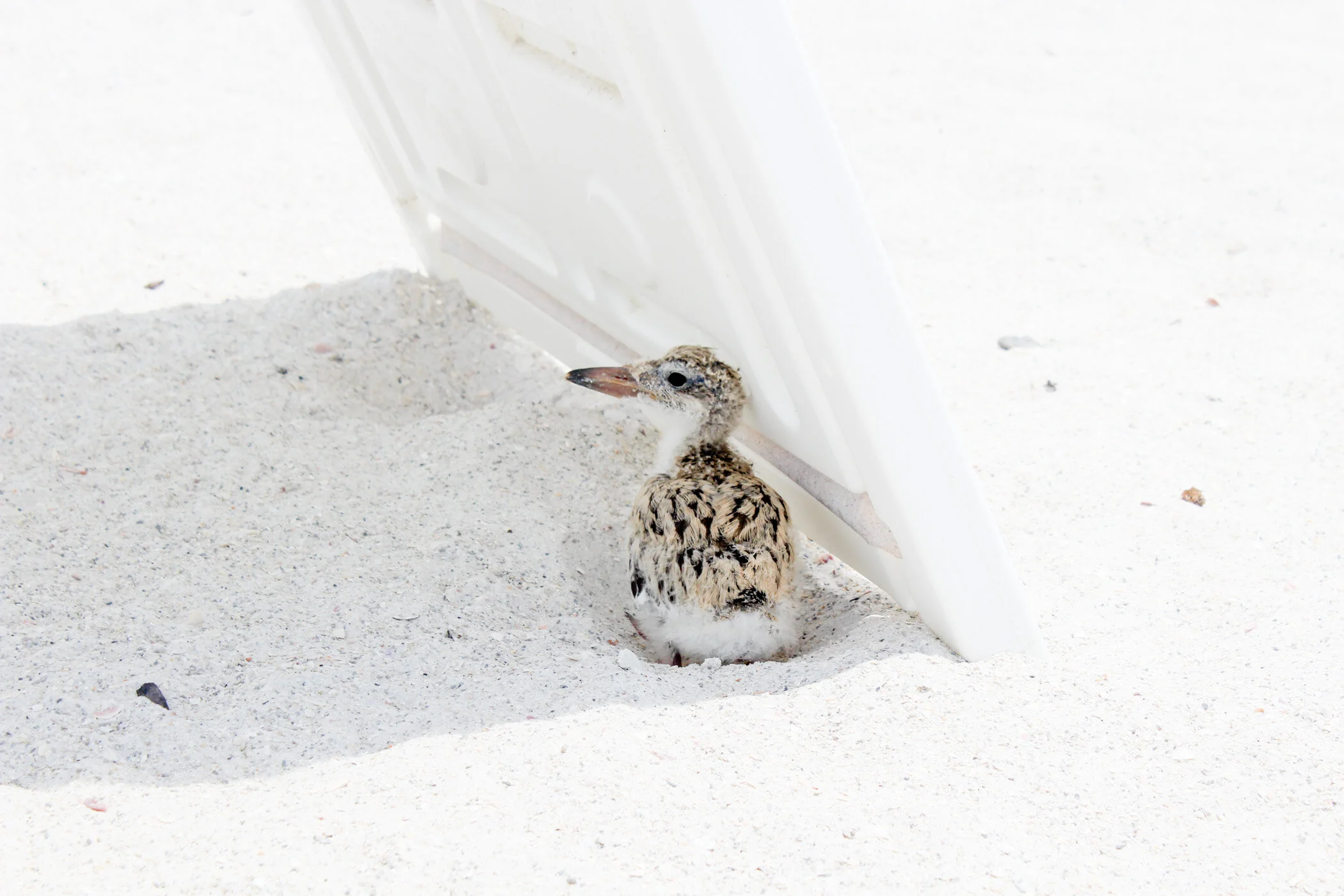 A young black skimmer on St. Pete Beach, Florida. Black Skimmer birds are endangered and their nesting areas are roped off during breeding season. This baby wanted some shade and ventured out from the roped off area and hid under a watersports sign.