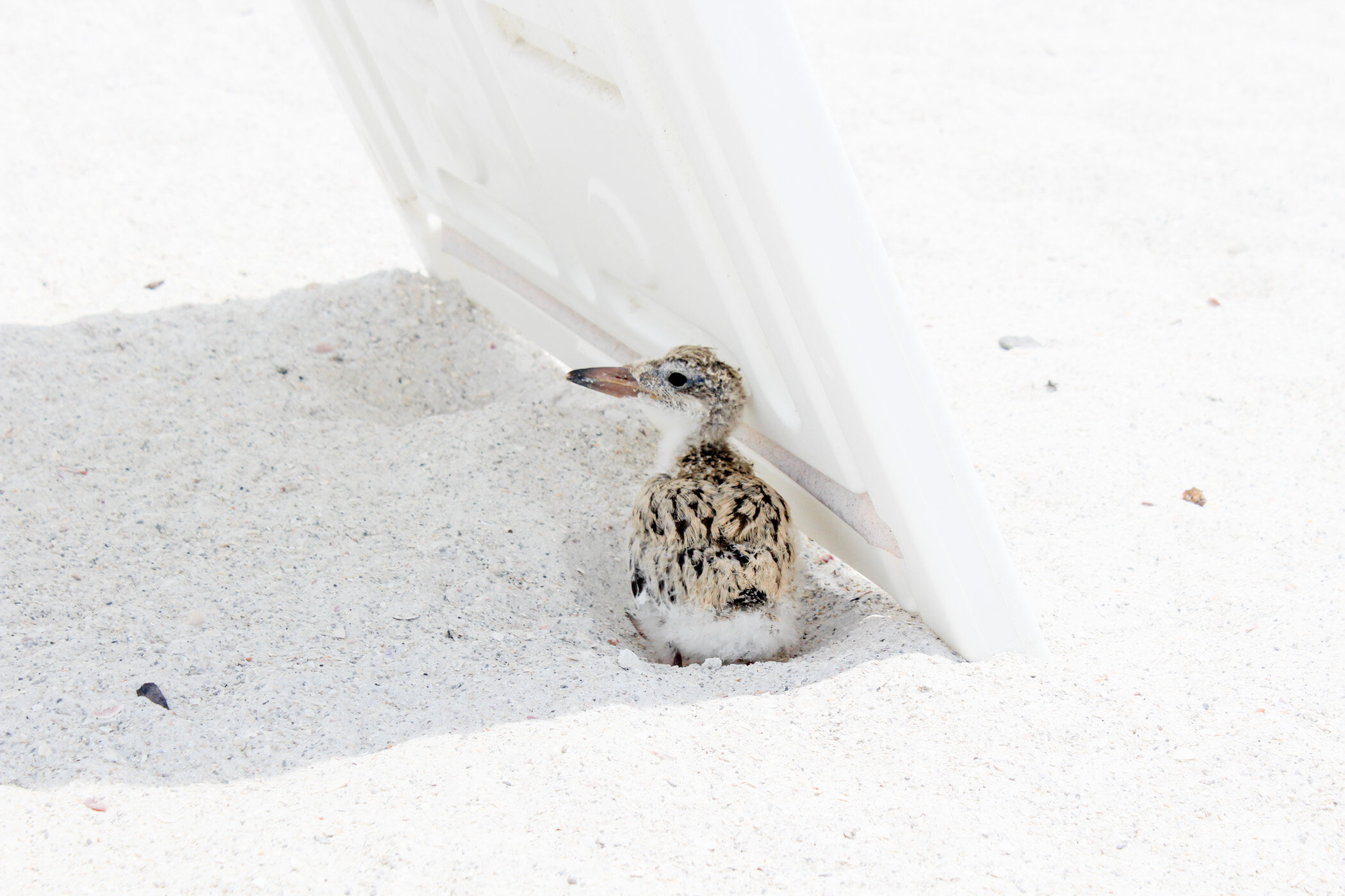 birdies - sare smith-2.jpg