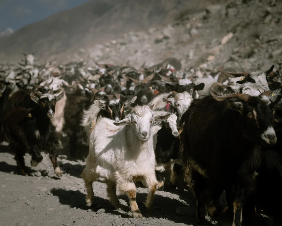 181011Nepal_545.jpg