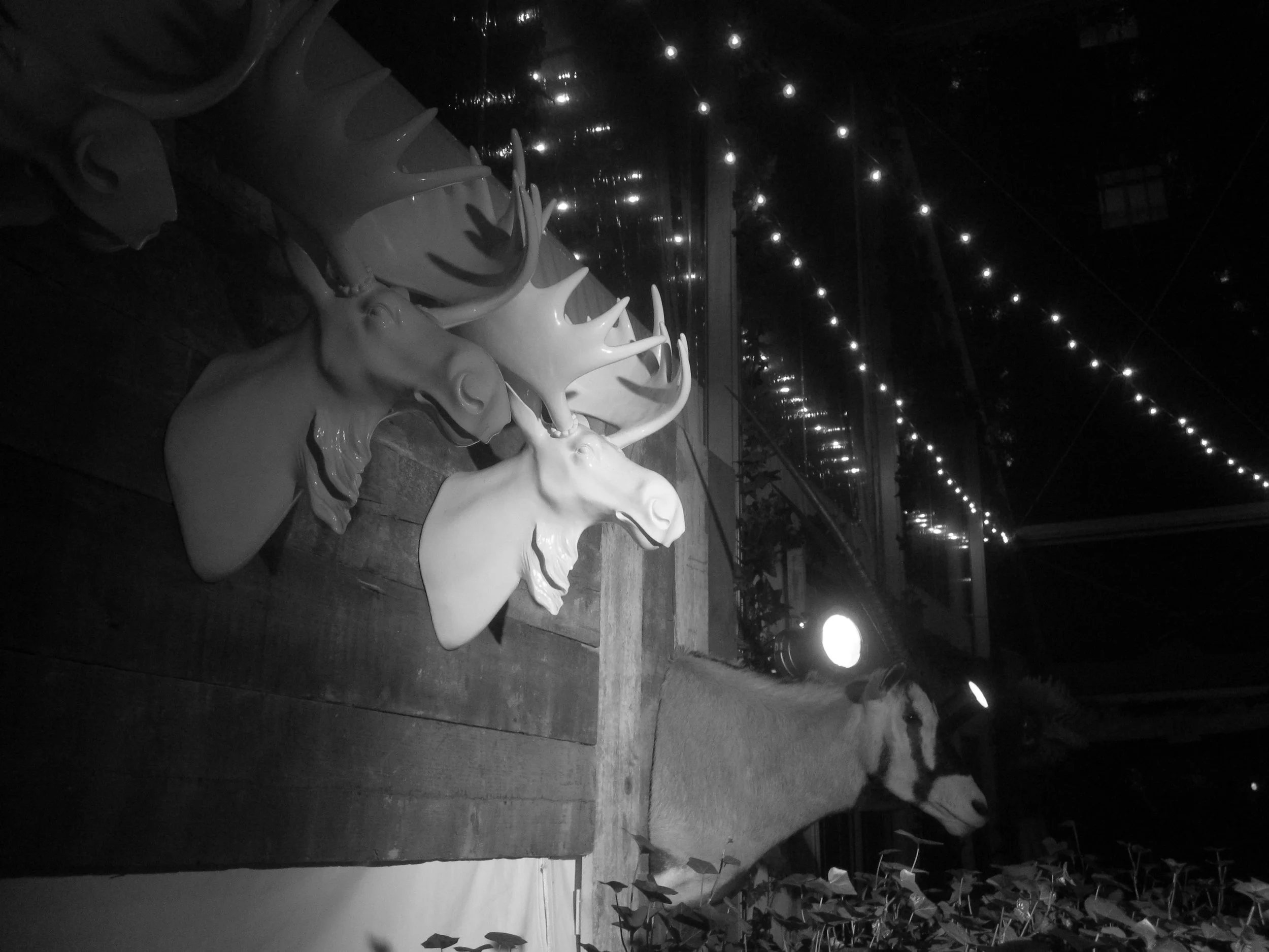 In Maine Ticks Can Kill An Entire Moose copy.JPG