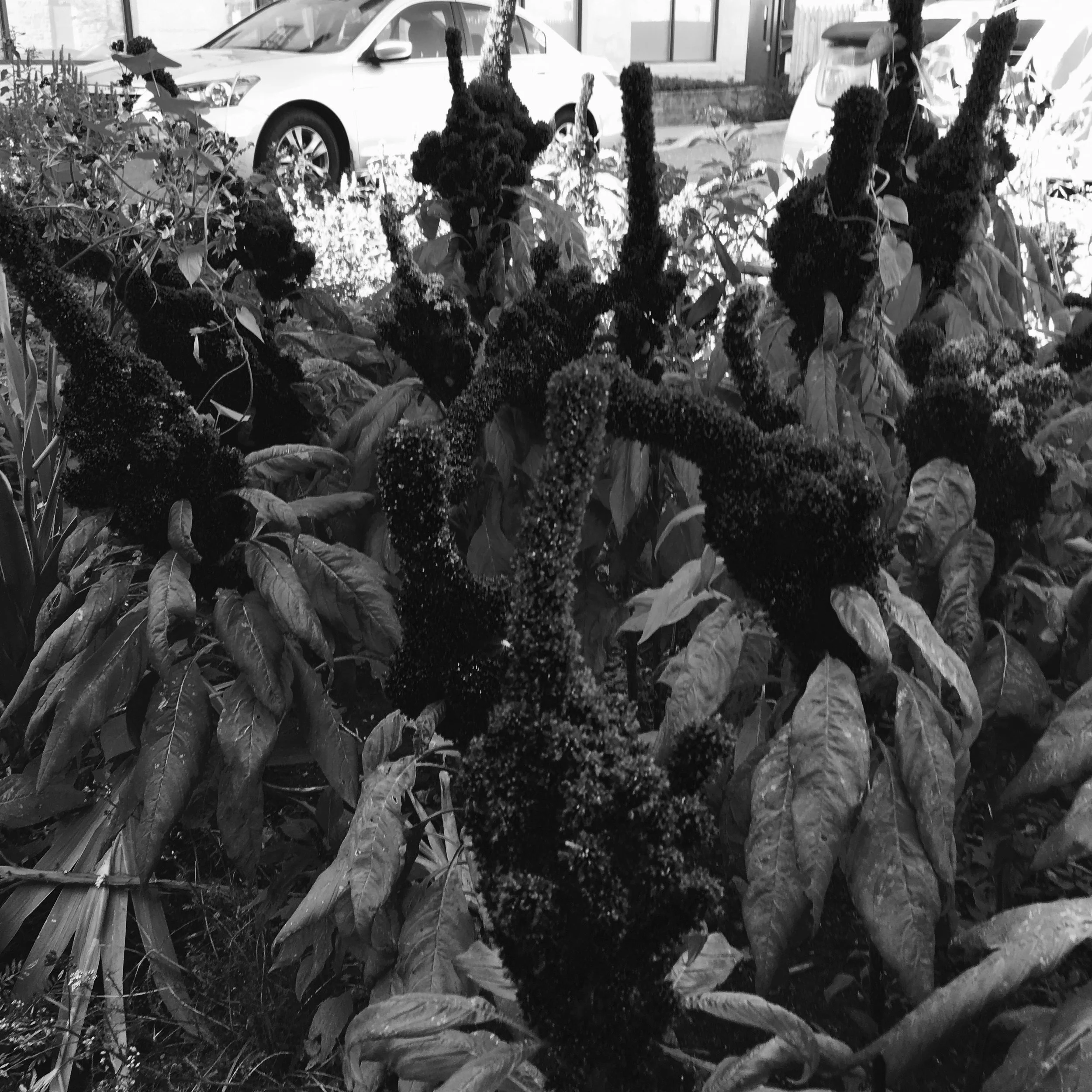 Fuck You Plant.jpg