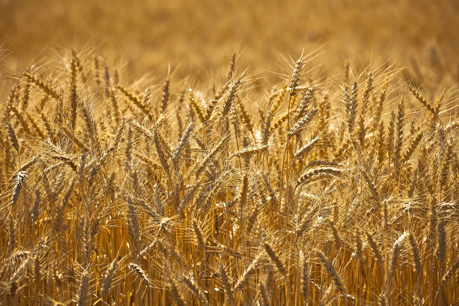 Days of Heaven Wheat.jpg
