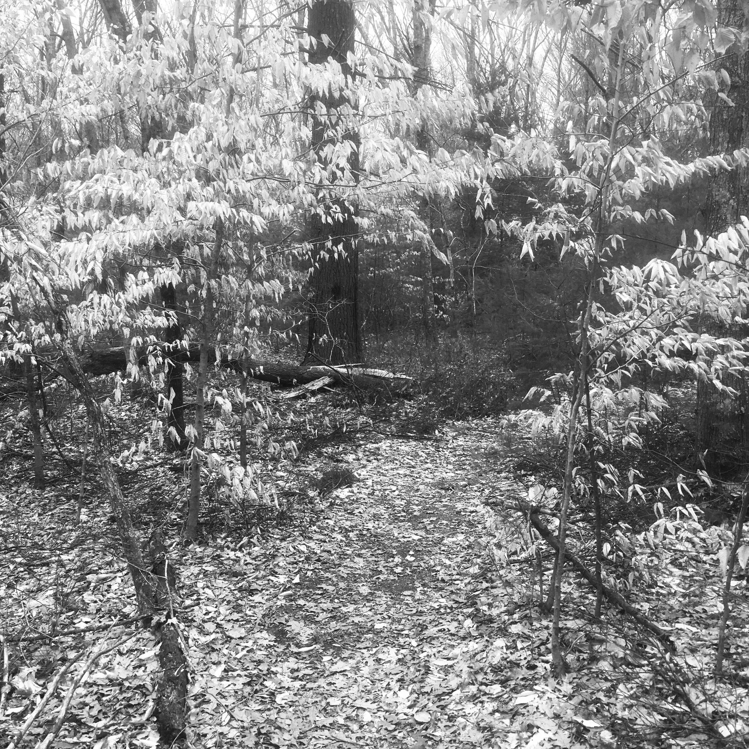 Beech Sparkle Winter Leaves.JPEG