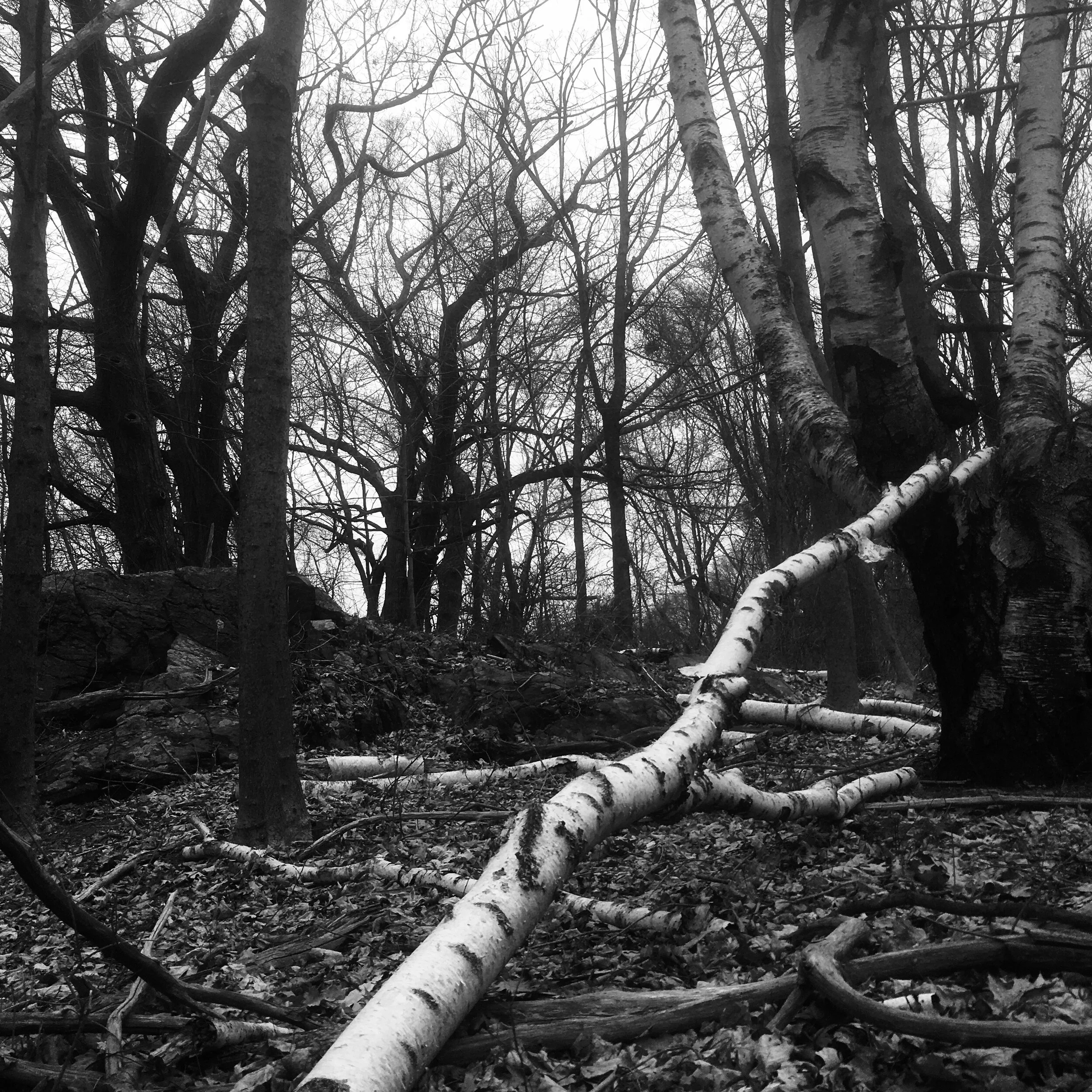 Precarious Birch IV.JPEG