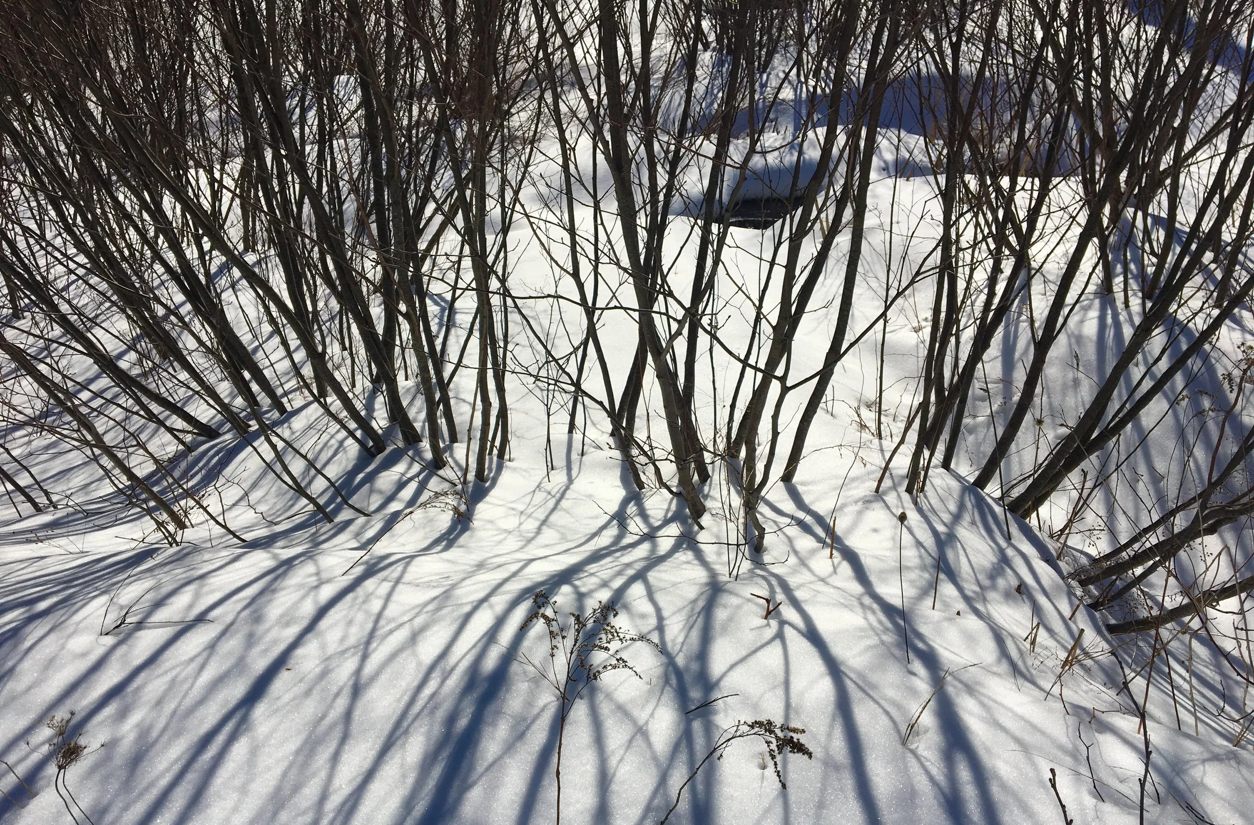 walk pic.jpg