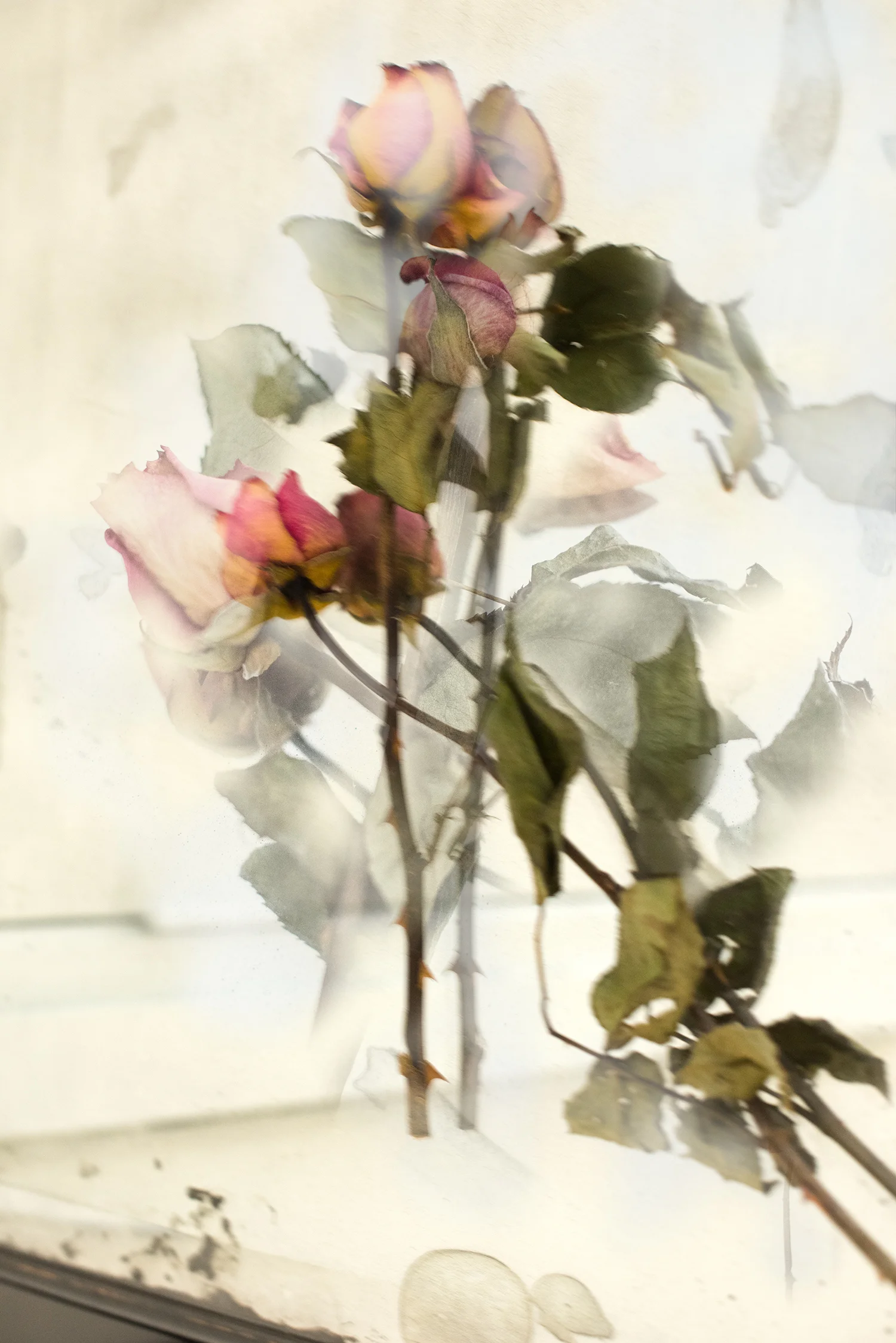 Petra’s Roses++++