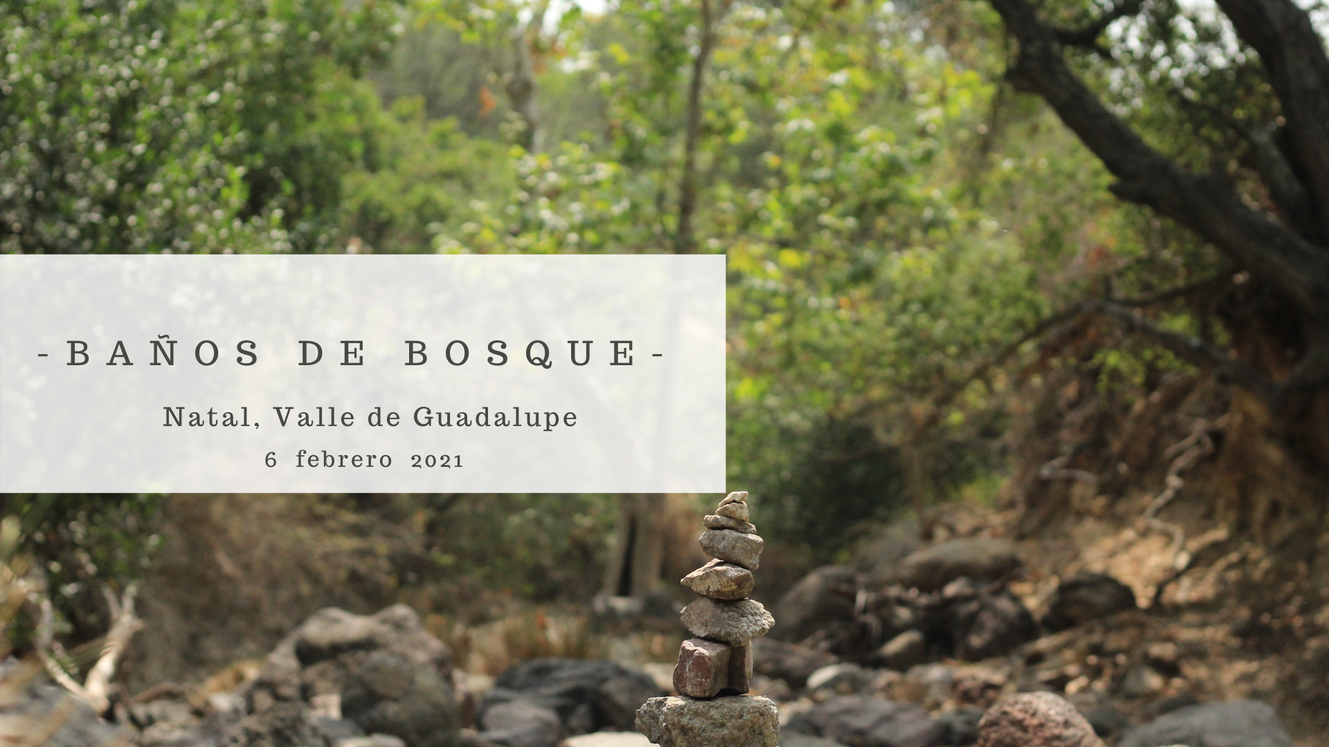 Baño de Bosque: Descansa y Recarga