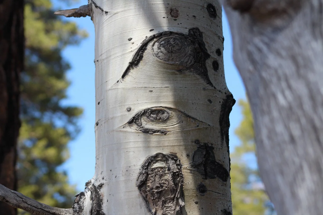 ¿Qué es el animismo?