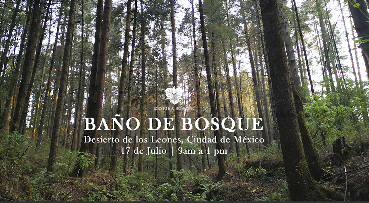 Baños de Bosque en Desierto de Los Leones, CDMX - CUPO LLENO!