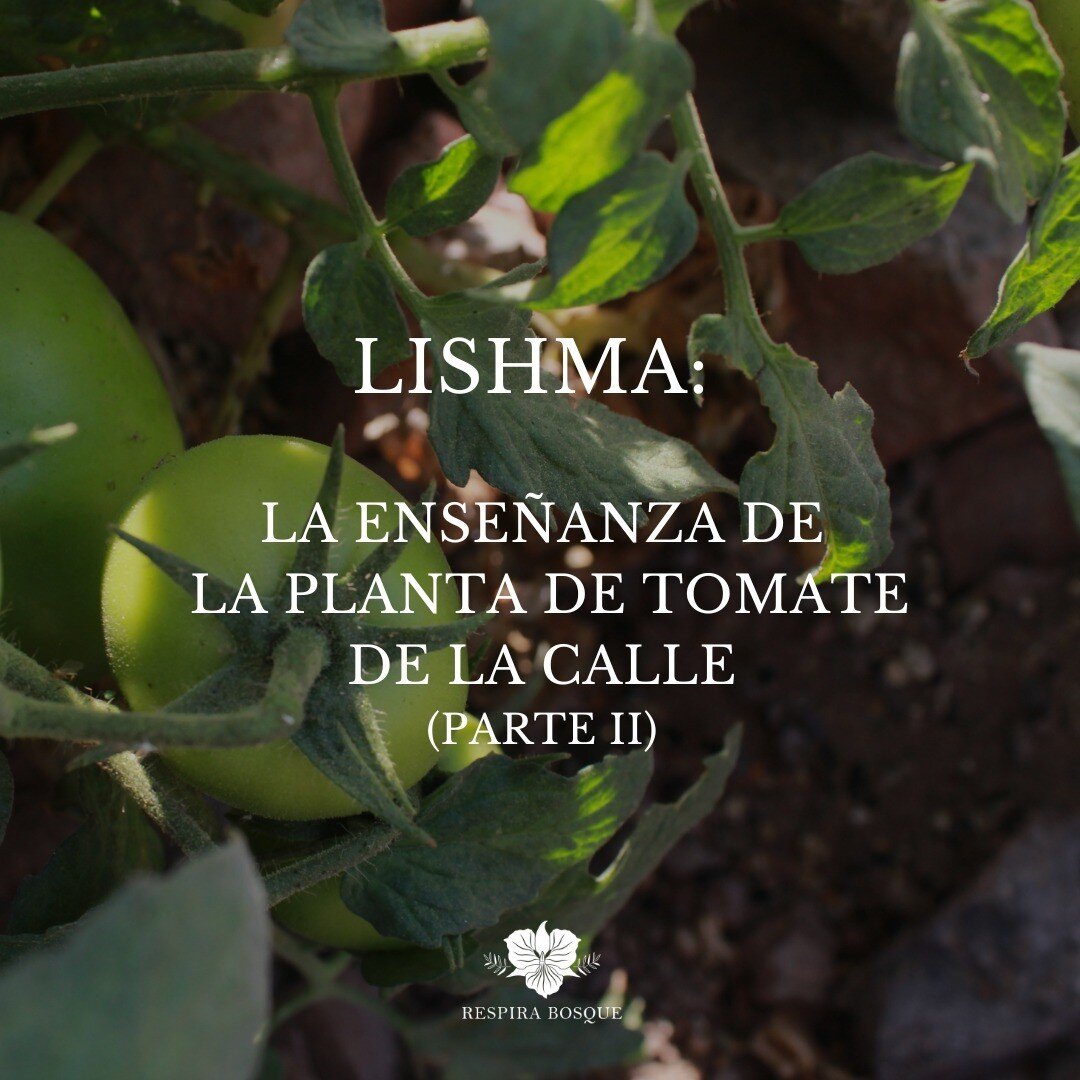 Lishma: La ense&ntilde;anza de la planta de tomate, parte 2 🍅
(viene del post anterior..)
.
... Justo hace unos minutos acabo de escuchar una palabra en hebreo, Lishma, que parece significar algo similar: 

hacer algo por el s&oacute;lo hecho de hac