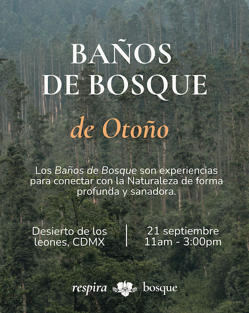 Baños de Bosque de Otoño: Fortalece tus raíces