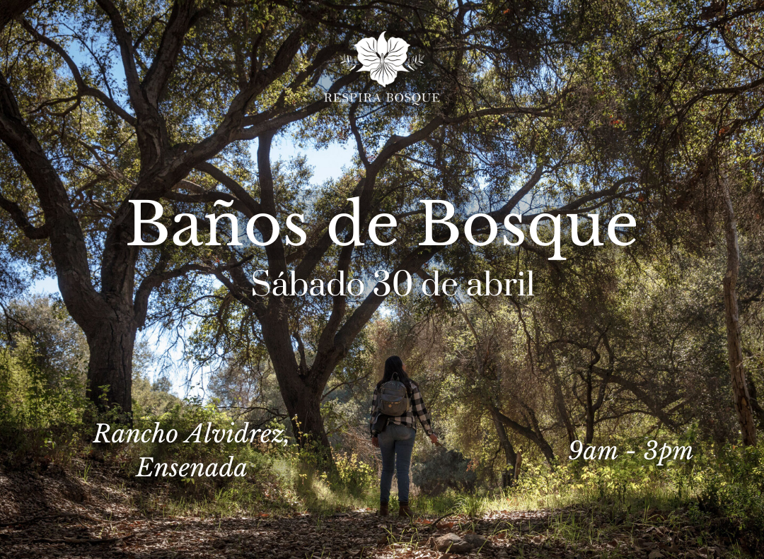 Baños de Bosque en Beltane