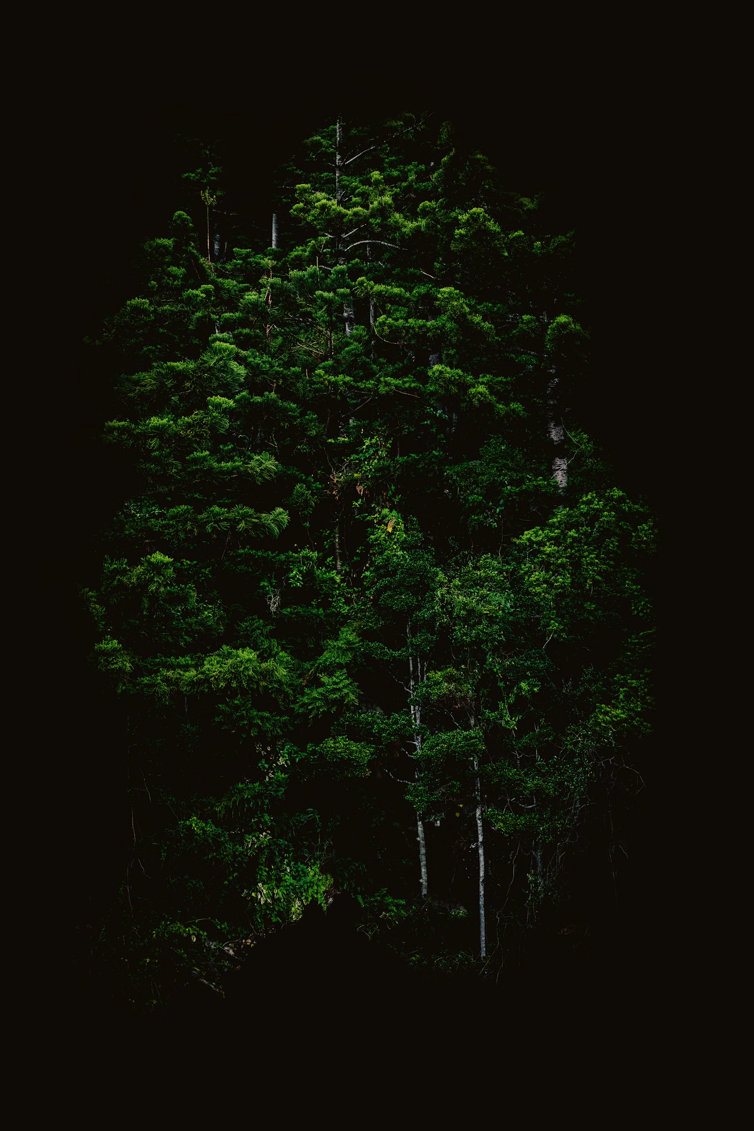 tree_birds7.jpg