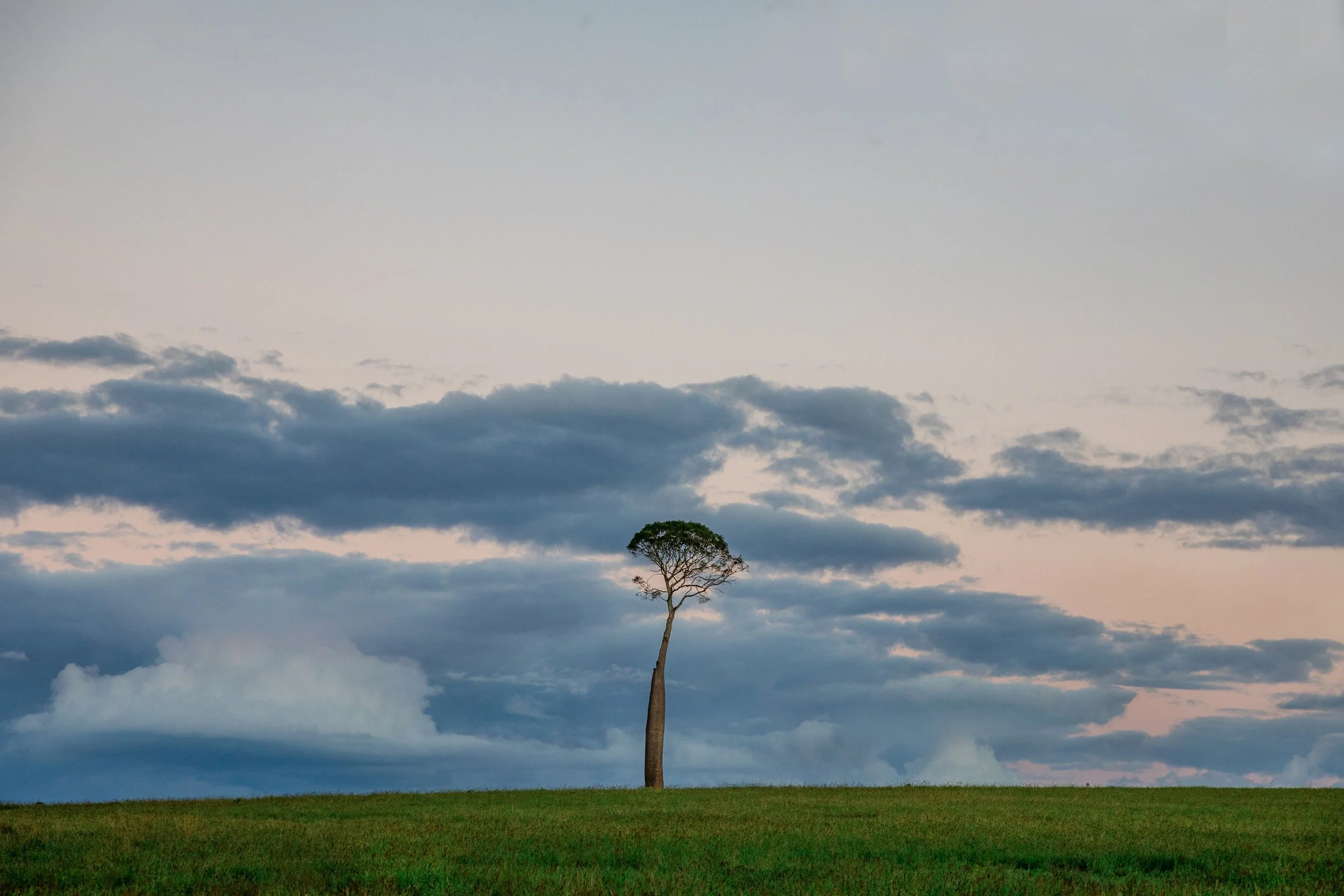 tree.jpg