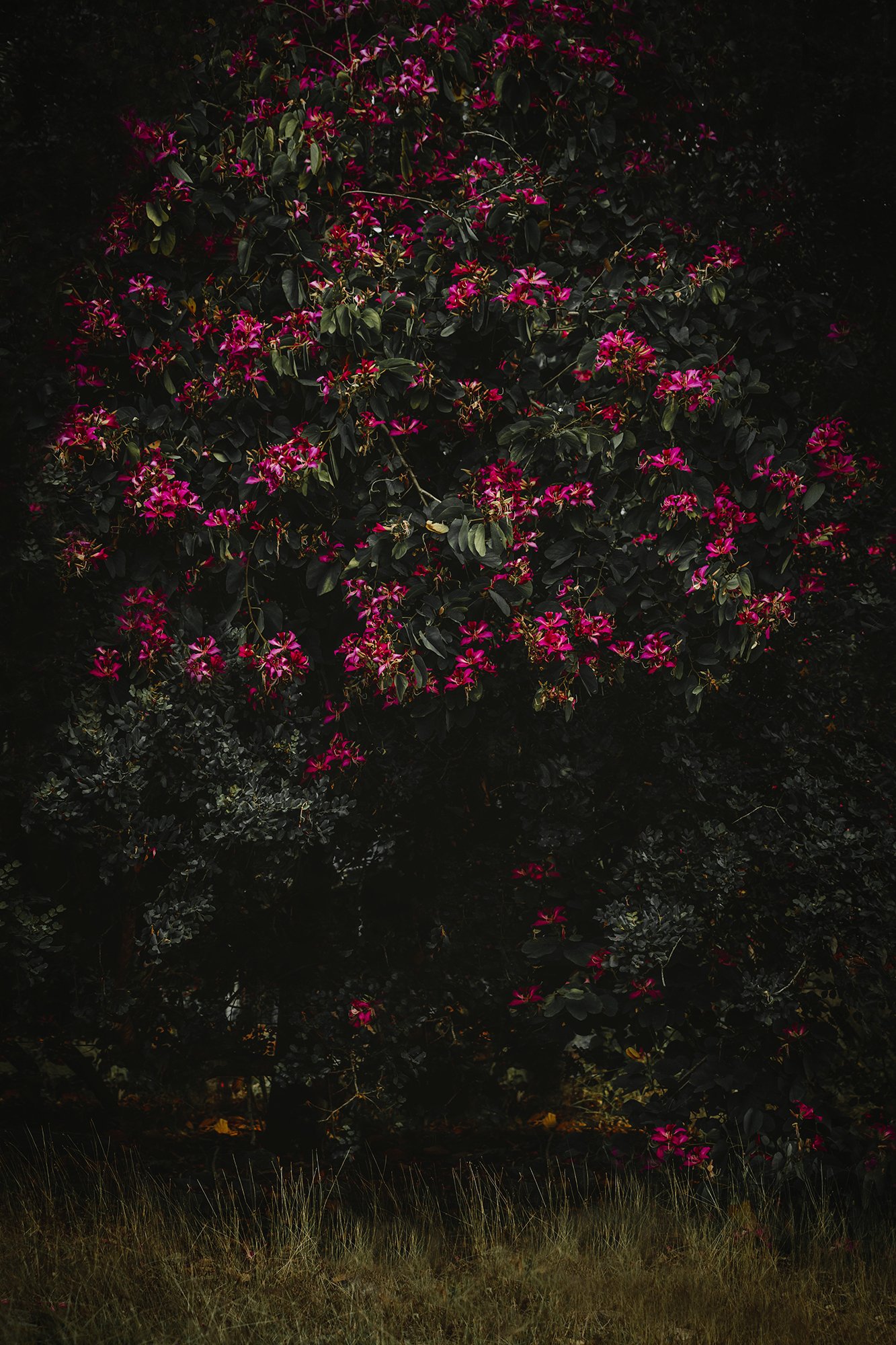 9th_Spring_keppelwater_toedit_july_2017 (1 of 1)-3-agfarsx100_2.jpg