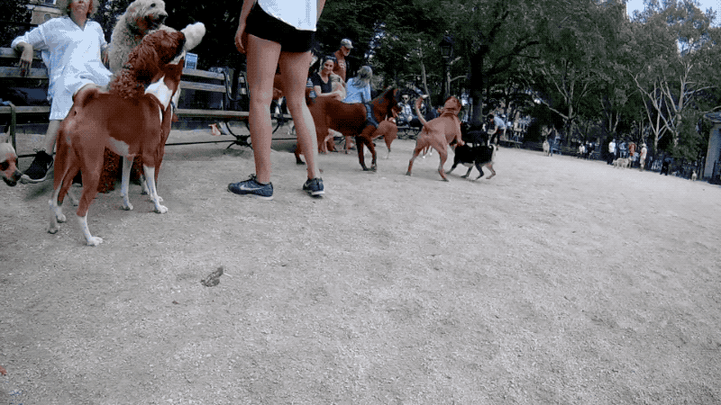 dogs_in_motion_2.gif