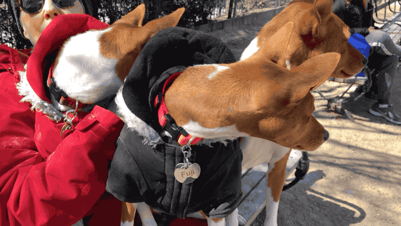 IMG_2797.2019-03-10 10_30_47.gif